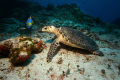 Hawksbill Sea turtle and Queen Angelfish