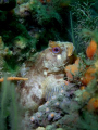 Tompot Blenny, a very photogenic species. taken at Eastern Kings Plymouth a couple days ago on a borrowed Fuji F30 compact and inon lens