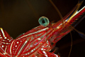 Durban Hinge-beak Shrimp. no cropping