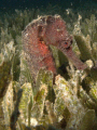 Long Snout Sea Horse. Sea and Sea DX1G / YS110a