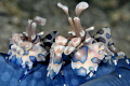 Dancing clowns of the Sea: a pair of blue harlequin shrimps (Hymenocera elegans)