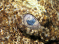 Close up of the eye of a dwarf ornate wobbegong shark - Canon G9 with INON UCL 165- M67 closeup lens