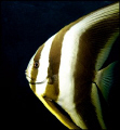 Juvenile batfish profile