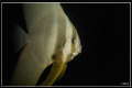 Curious Mr Bat Fish.
Taken at Racha Yai Wreck.
Canon G9