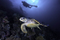 Hawksbill Turtle with two divers...