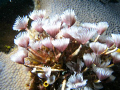 Family of feather duster worms.