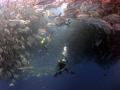 Diver within baitball, Cocos Island.
