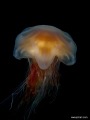 Lion's mane jellyfish (Cyanea capillata)
Shot on 34m in Danish water in July. Watertemp = 4 degrees
 Olympus E-420 With Ikelite Housing + 1 DS160 & 1 DS161 Strobe.
Olympus  8mm  Fish Eye,   f/10 ,   1/60 s , ISO 400
More Photos: www.jornari