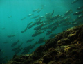 School of fish in afternoon