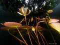 Waterlily (Nuphar)
Olympus E-420 With Ikelite Housing + 1 DS160 & 1 DS161 Strobe.
Olympus  8mm  Fish Eye,   f/11 ,   1/60 s , ISO 100
More Photos: www.jornari.com
