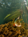 European perch (Perca fluviatilis) 
Olympus E-420 With Ikelite Housing + 1 DS160 & 1 DS161 Strobe.
Olympus  8mm  Fish Eye,   f/8 ,   1/60 s , ISO 100
More Photos: www.jornari.com