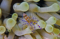 A spotted cleaner shrimp on an anemone .Bonaire NA