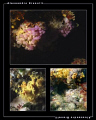 Collage di foto scattate nel mar Ligure