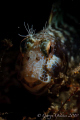 Blenny shot at night with snoot at BHB
D300 105mm single strobe 6mm snoot