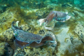 Cuttlefish (Sepia apama); Whyalla, SA, Australia.