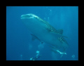 baby whale shark, (±4 meter)
