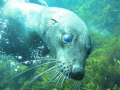 Photo taken at 10th Island seal colony in Bass Strait.