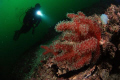 Red soft corals from Marmara Island. Taken with Nikon D80, 10,5 mm fisheye lens, 2xYS110 strobe.