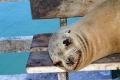 A smiling Galapagos sea lion in his natural habitat - a park bench.  I wanted to give this cute little guy some money, but he'd probably just spend it on alcohol.