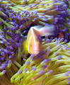 this pink anenome clownfish just looked so beautiful against the anenome with its blue tips .the camera used was a panasonic lumix DMC-FT1 12 meg with a 28mm wide angle lens