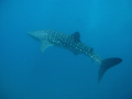 Whale Shark beautiful condition very curious and interactive!