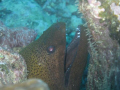 This is a shot of a green moray eel that I took while in Fiji. This dive was a shark dive in Beqa Lagoon.