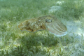 Cuttle fish. Nikon D700 17-35mm at 35mm Subal housing. f8.0 1/250. Snorkeling of the beach Dalma Island.