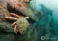Spider crab on wreck of the liner Herefordshire, which went aground on Cardigan Island in 1934,
D3 16mm.