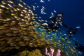 a photographer came across lots of coral fishes
