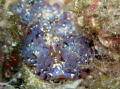 Up close and personal with the Blue Dragon Nudibranch in Hawaii