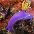 purple nudibranch close up