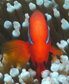 head-on saddleback clown fish.. if you look really close you can see through his right eye