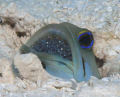 jawfish with eggs/ baby jawfish in its mouth!