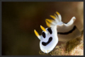 A new look at Nudibranch  (Smiling Face)