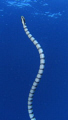 banded sea snake... deadly but beautiful :)