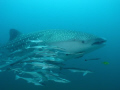 This whaleshark with Remoras (sharksuckers) dove with us for two dives at the 