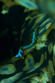 nudi crawling along a giant clam