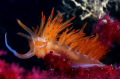 Dondice banyulensis, near Elba Island. This is the biggest nudibranch living in the Mediterranean, up to 7 cm!