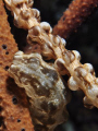 Sea cucumber in coral