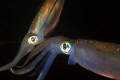 Mating of Squids