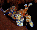 Probably one of the most Harlequin shrimps captured on picture. Dive sport: Seraya Secrects, Bali.