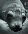 Sea Lion, Galapagos