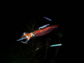 Inshore arrow squid feeding during a night dive