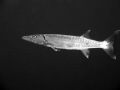 Great barracuda patrolling the water column next to a reef.