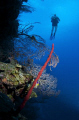 Wall diving at Cayman Islands