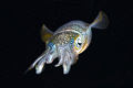 lembeh by night,nikon d2x 60mm macro