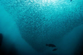 Groupers and sardins in La Sirenita in Cabo Pulmo, Baja California Sur, Mexico