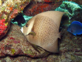 Adult gray angelfish swimming aroung the reef