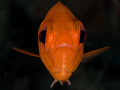 The face of this red fish reminds me of an Alian from space...