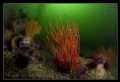 Southern California Reefscape